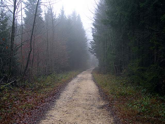 La Foresta della valle di Kaltbrunnental